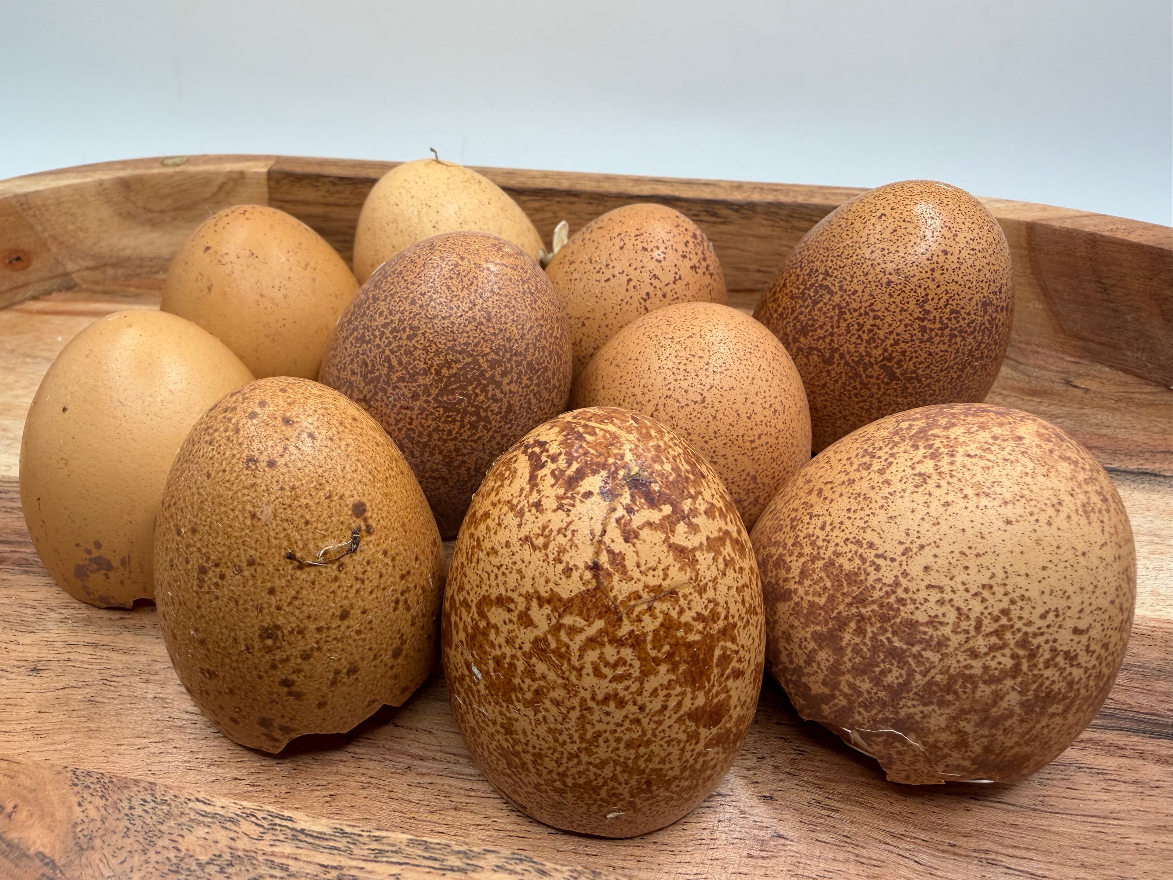 Welsummer Hatching Eggs