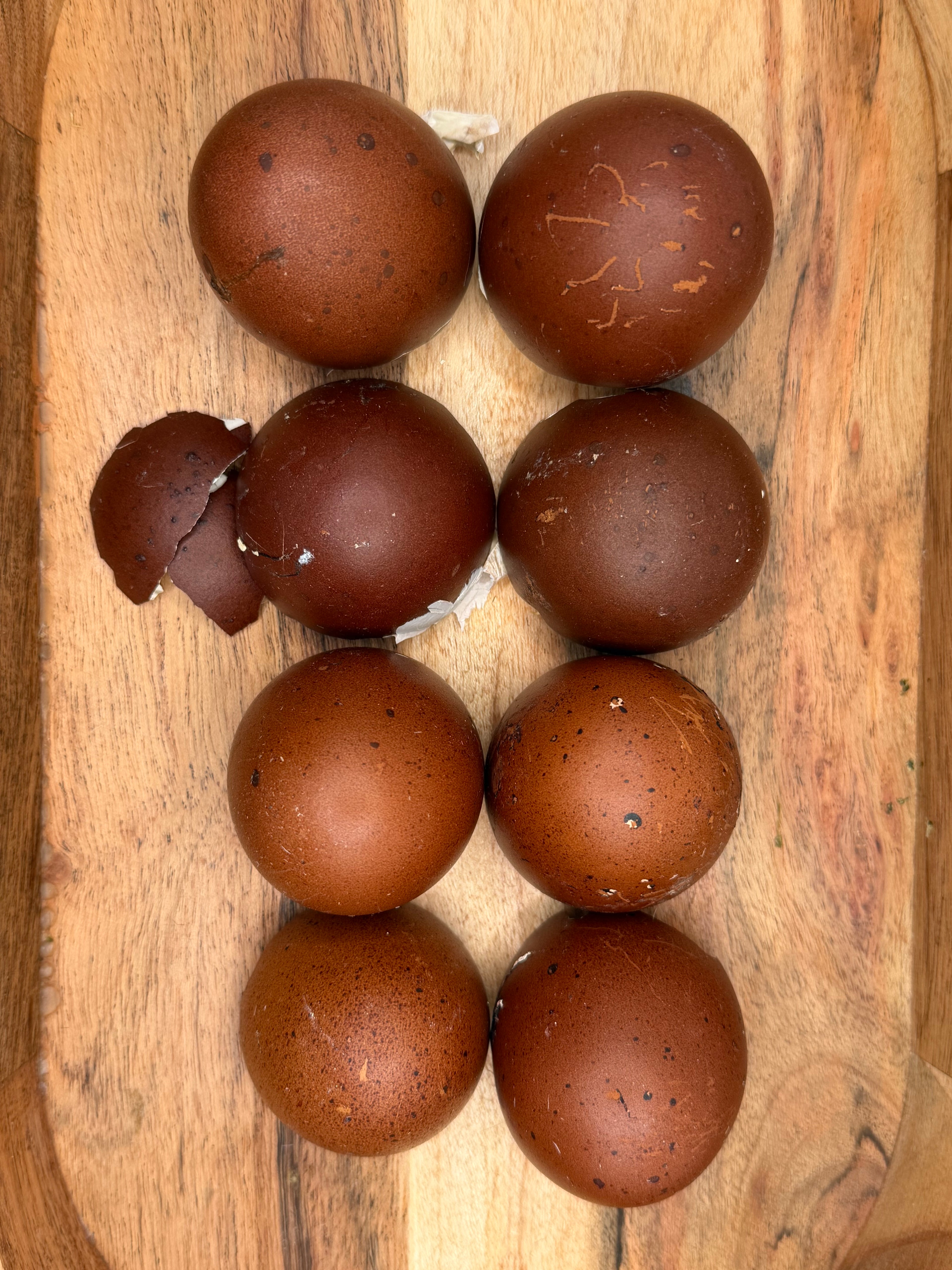 Black Copper Marans Day Old Chicks