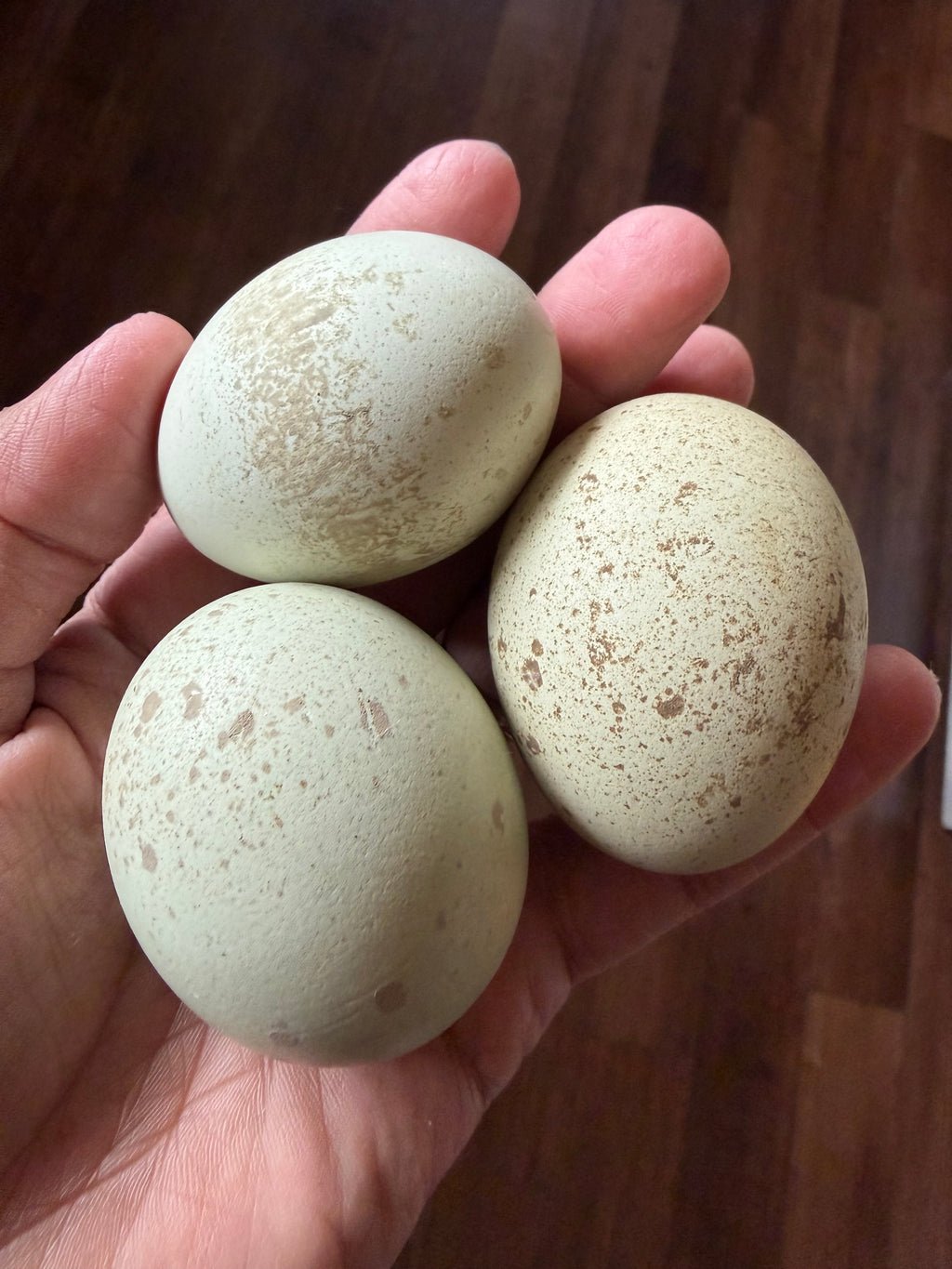 Silverudd's Blue Hatching Eggs