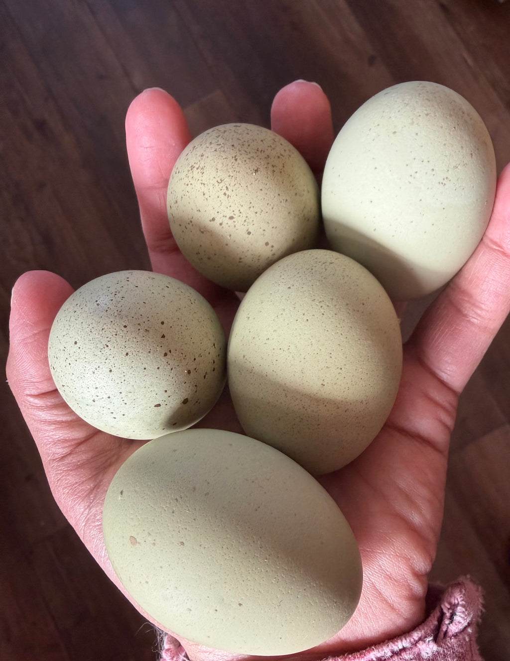 Silverudd's Blue Hatching Eggs
