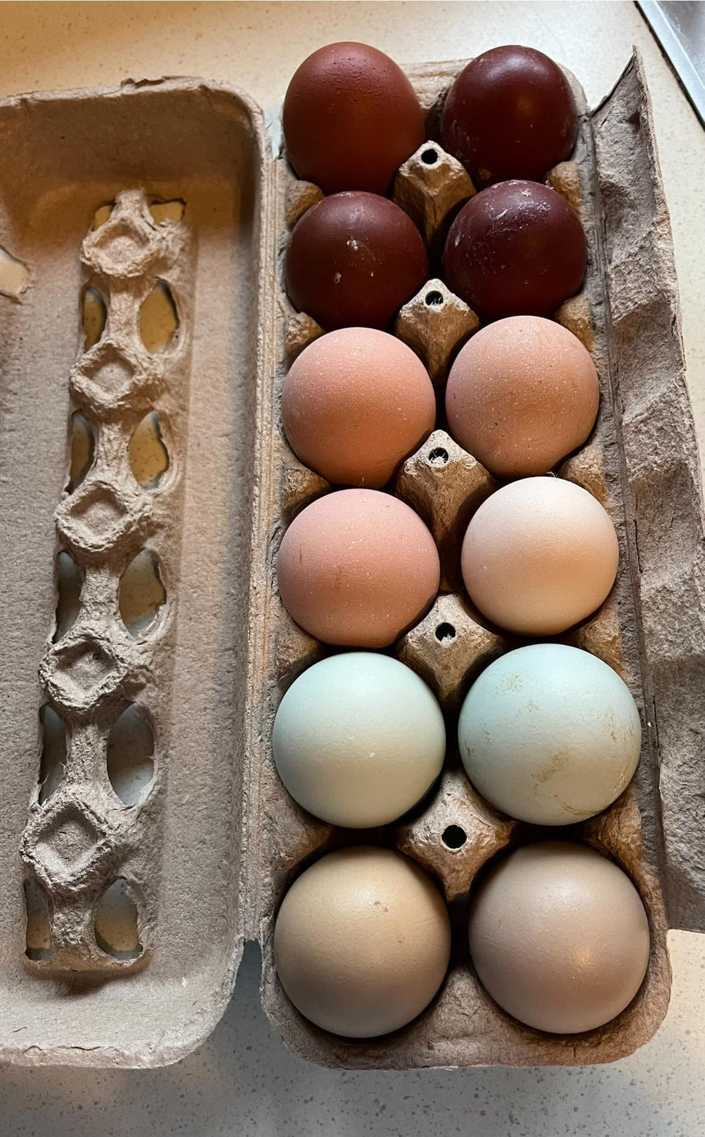 Hens Choice Hatching Eggs