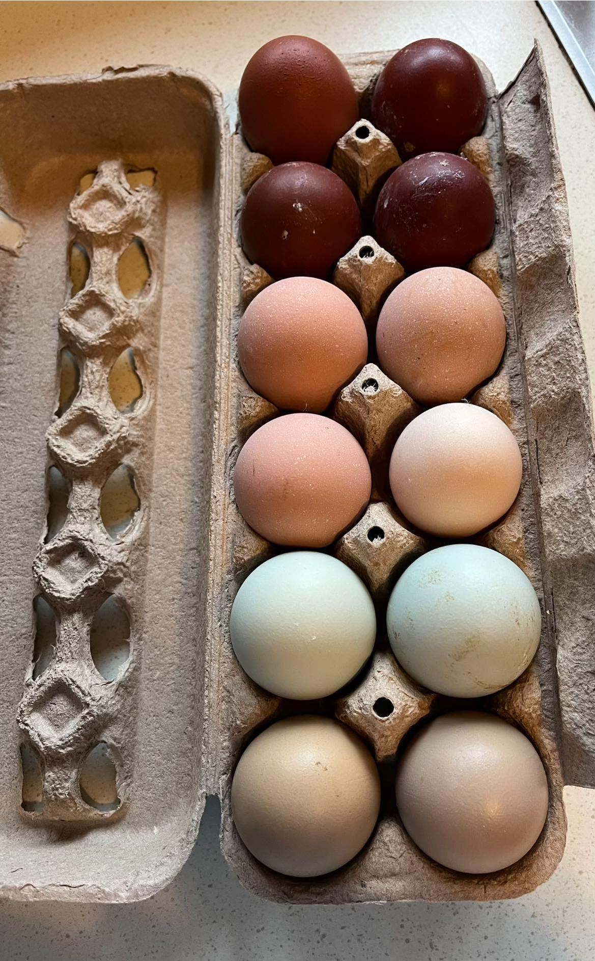 Hens Choice Hatching Eggs