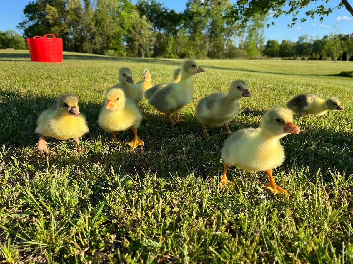 Sebastopol Goslings