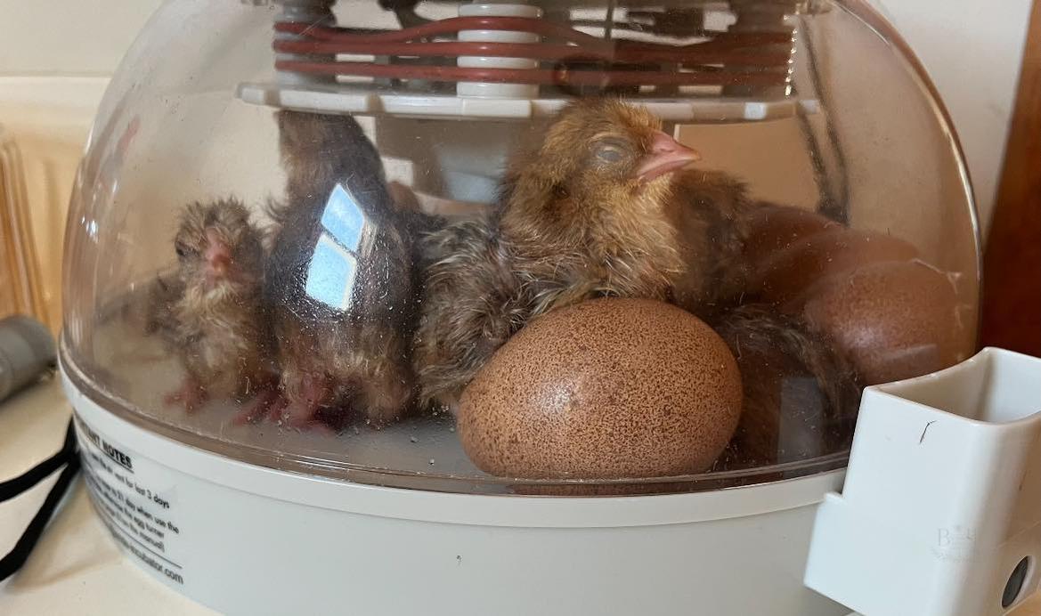 Welsummer Hatching Eggs