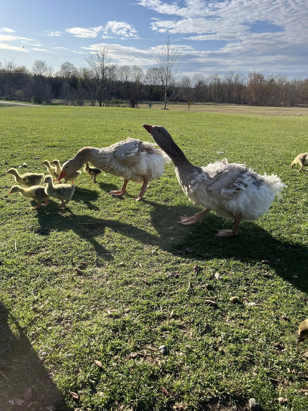 Sebastopol Goslings