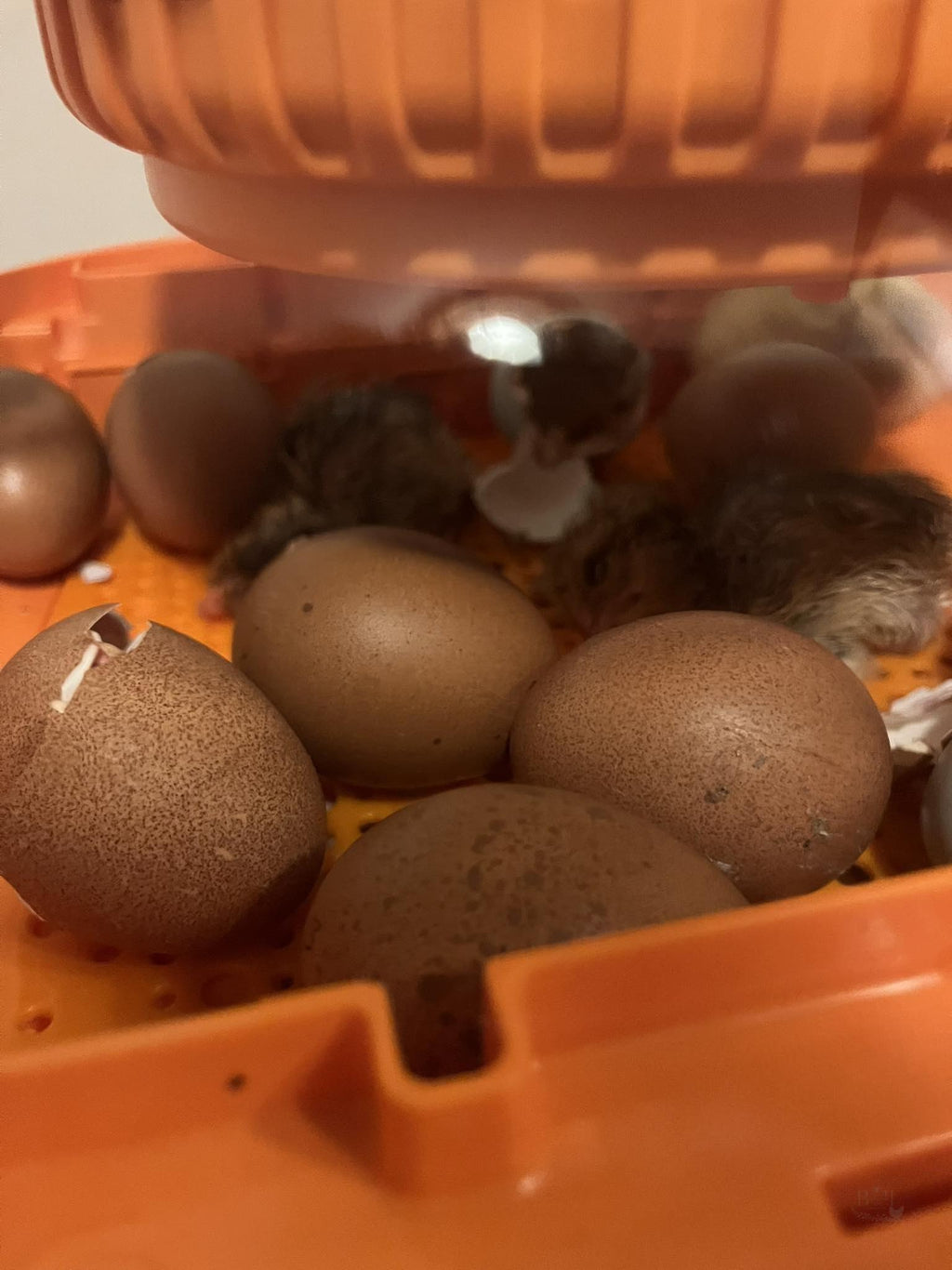 Welsummer Day Old Chicks