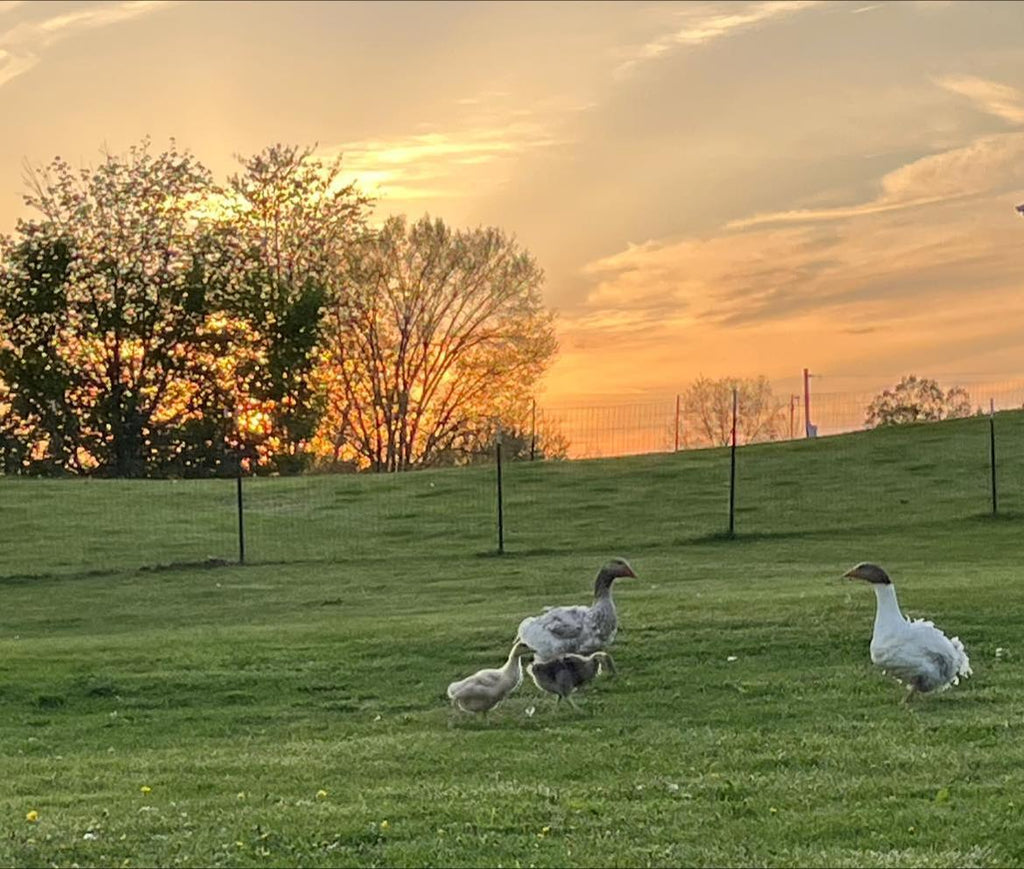 Sebastopol Goslings