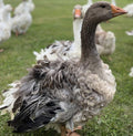 Sebastopol Goslings