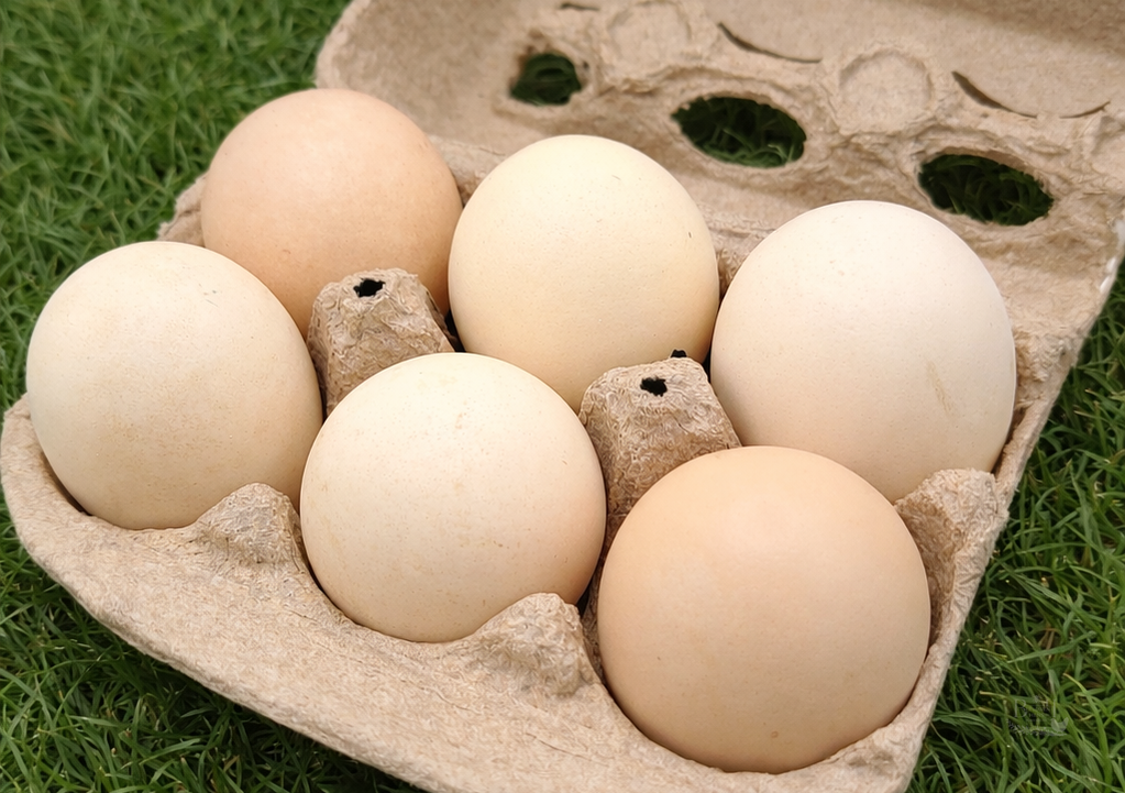 American Bresse Hatching Eggs
