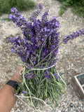 Dried Lavender