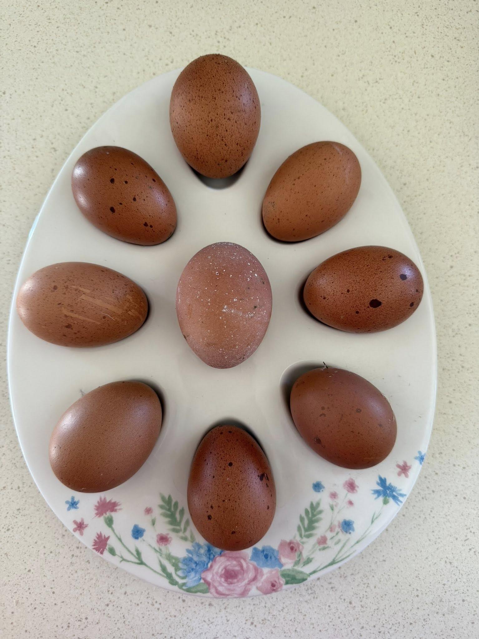 Welsummer Hatching Eggs