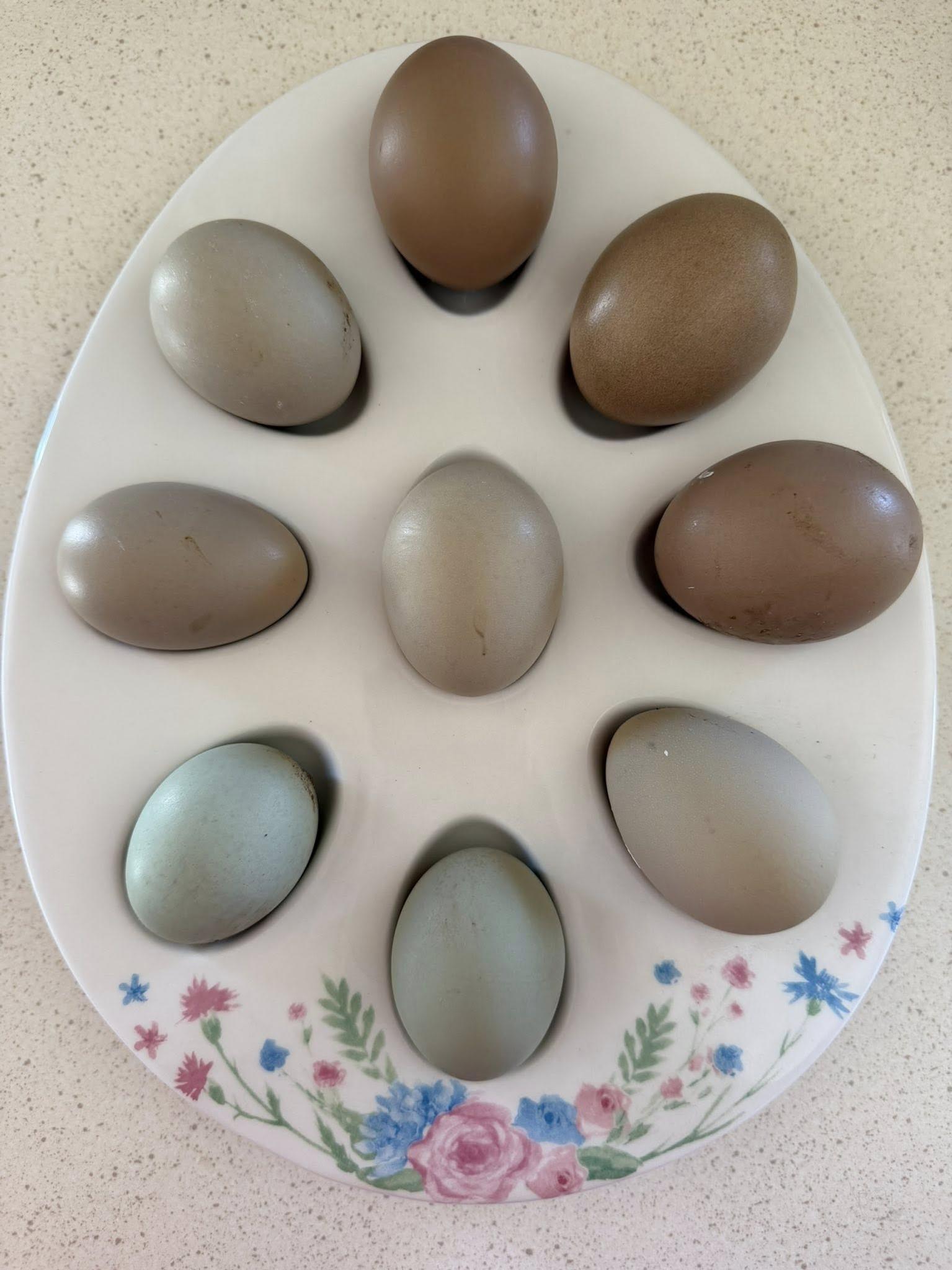 Olive Egger Day Old Chicks