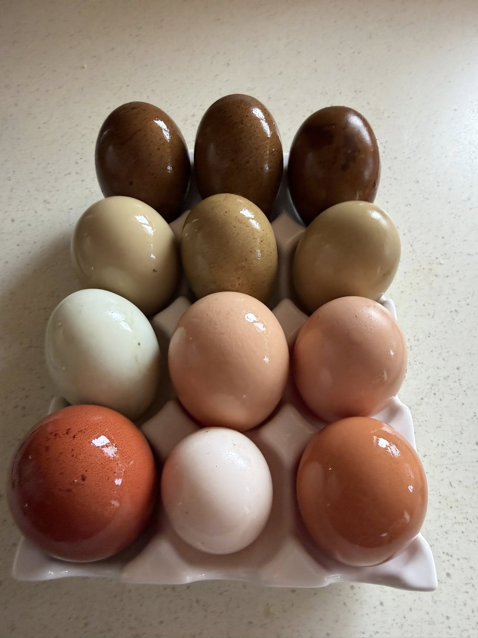 Mocha Egger Hatching Eggs