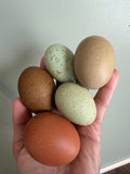 Hens Choice Hatching Eggs
