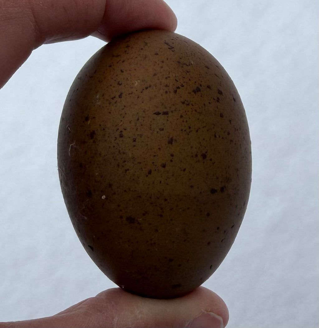 Mocha Egger Hatching Eggs
