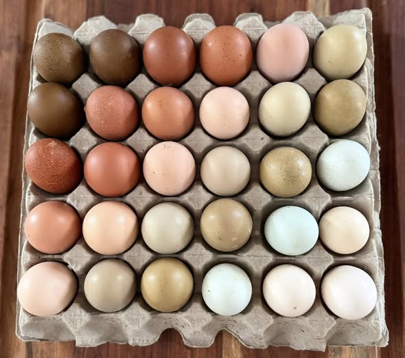 Mocha Egger Hatching Eggs