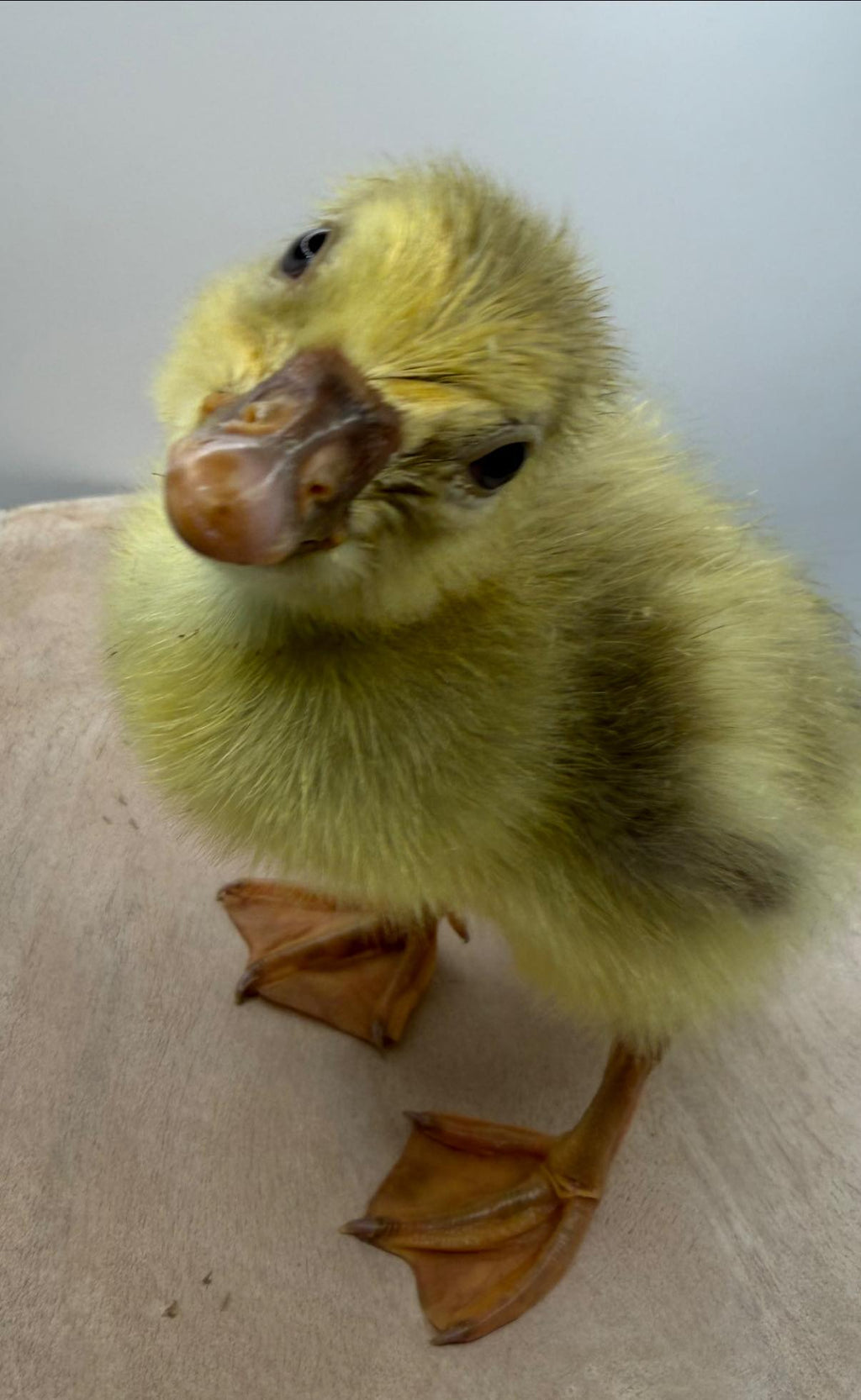 Sebastopol Goslings