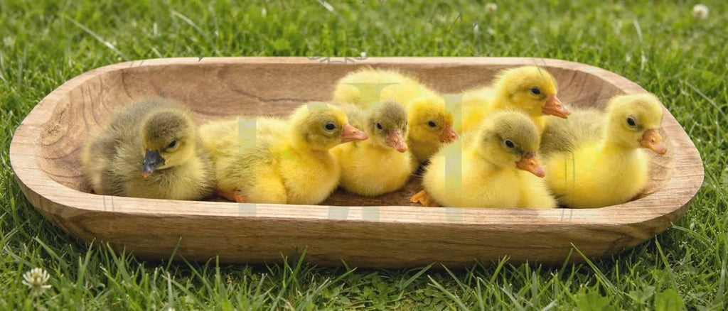 Sebastopol Goslings