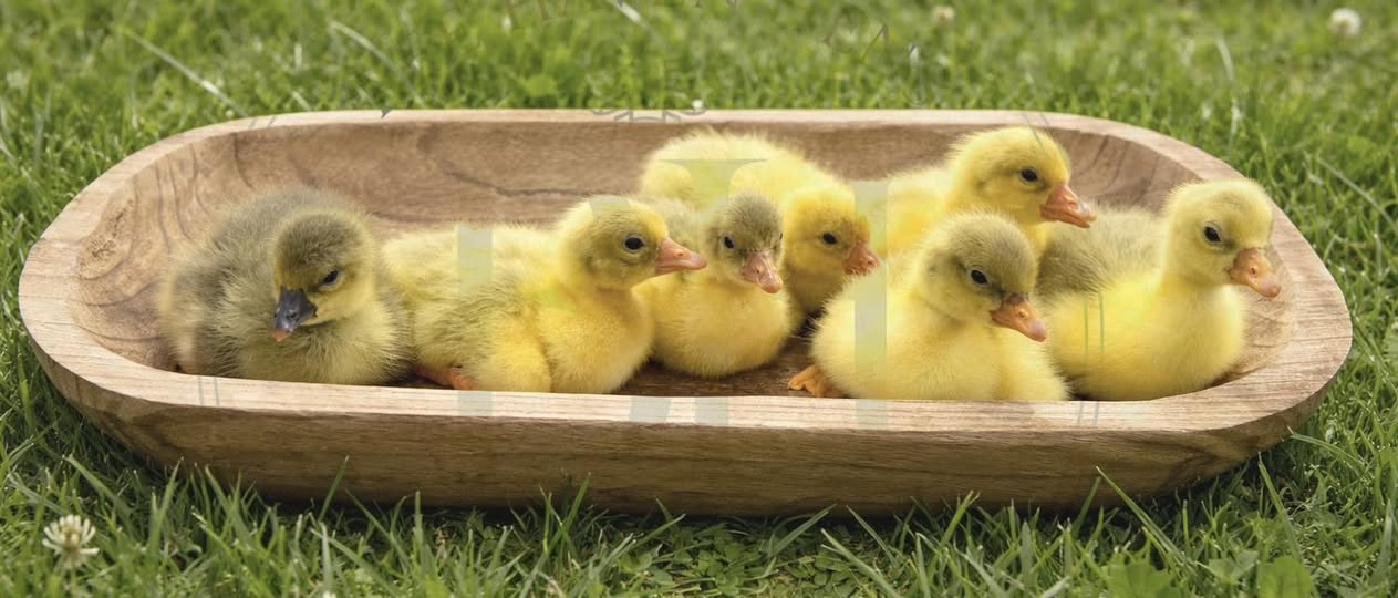 Sebastopol Goslings