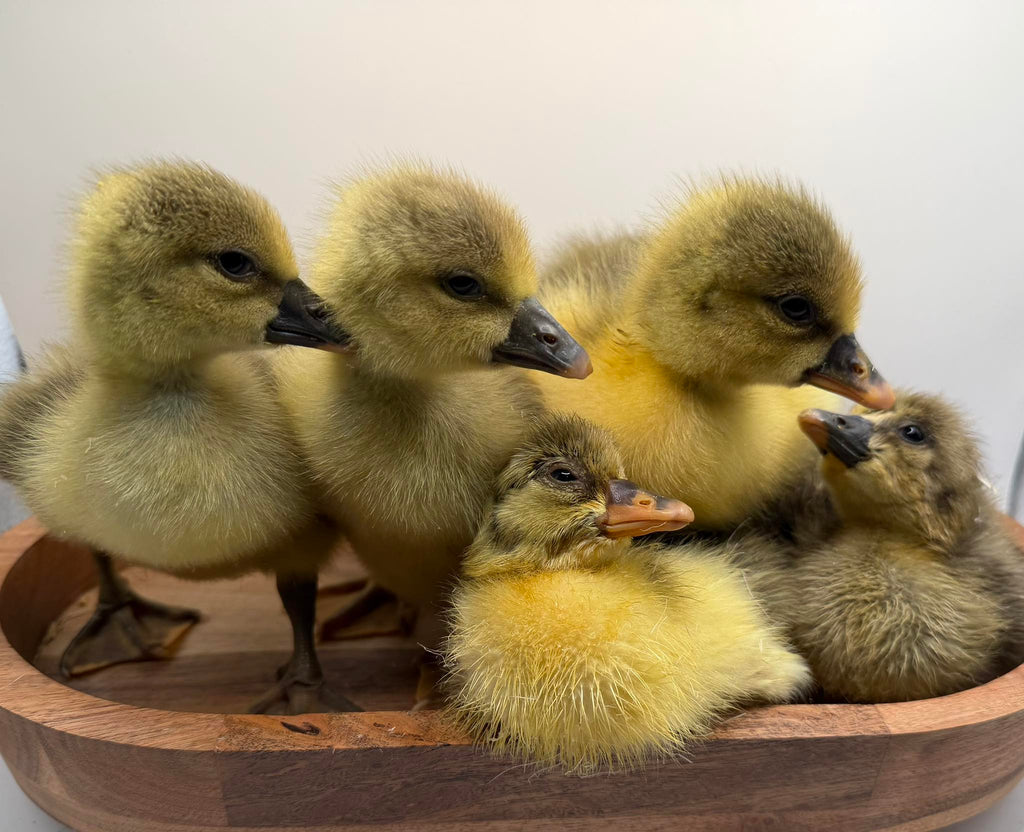 Sebastopol Goslings