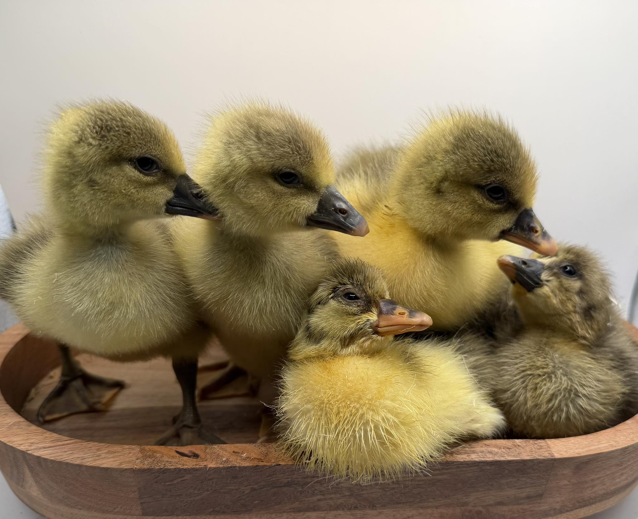 Sebastopol Goslings