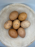 Welsummer Hatching Eggs