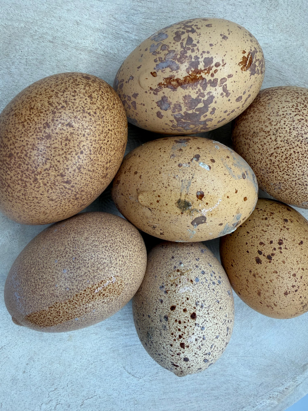 Welsummer Hatching Eggs