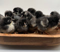 Black Copper Marans Day Old Chicks