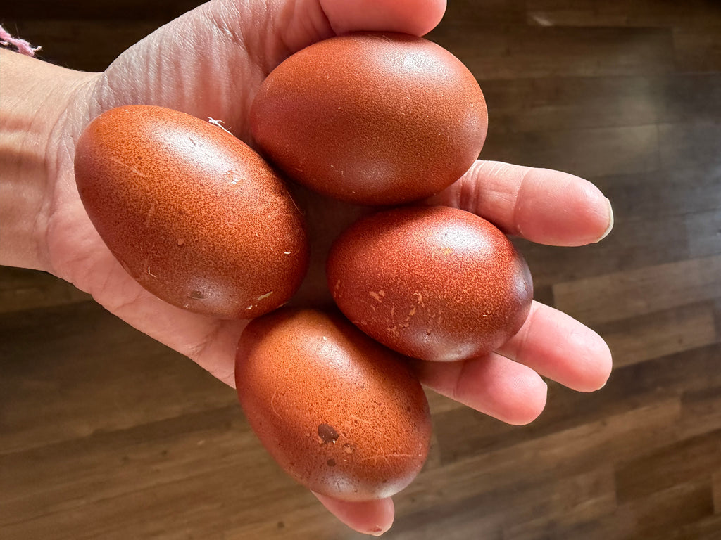 Black Copper Marans Hatching Eggs