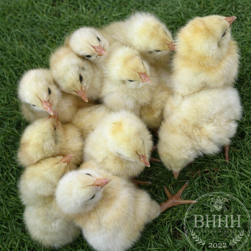 American Bresse Day Old Chicks