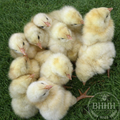 American Bresse Day Old Chicks