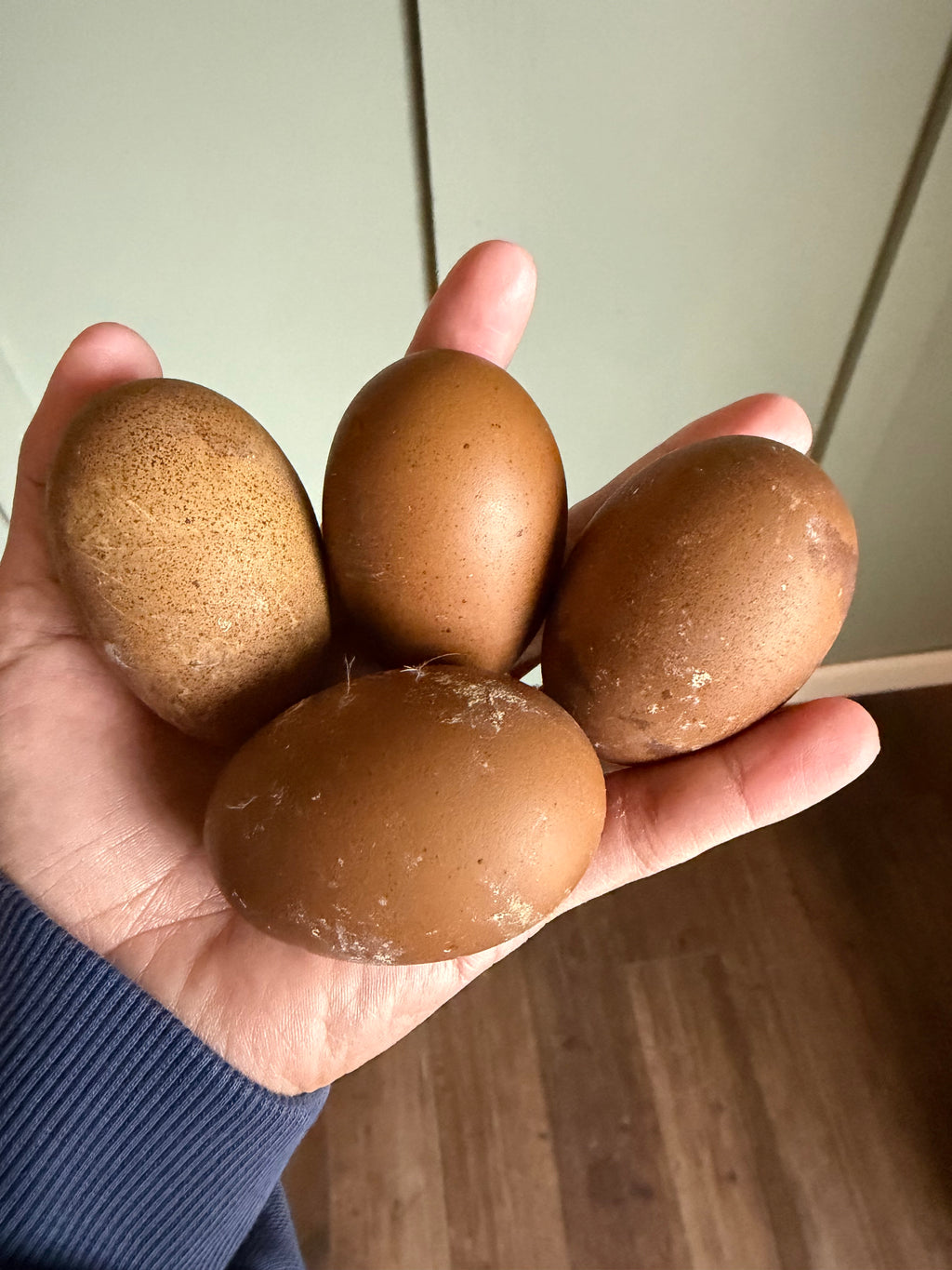 Mocha Egger Hatching Eggs