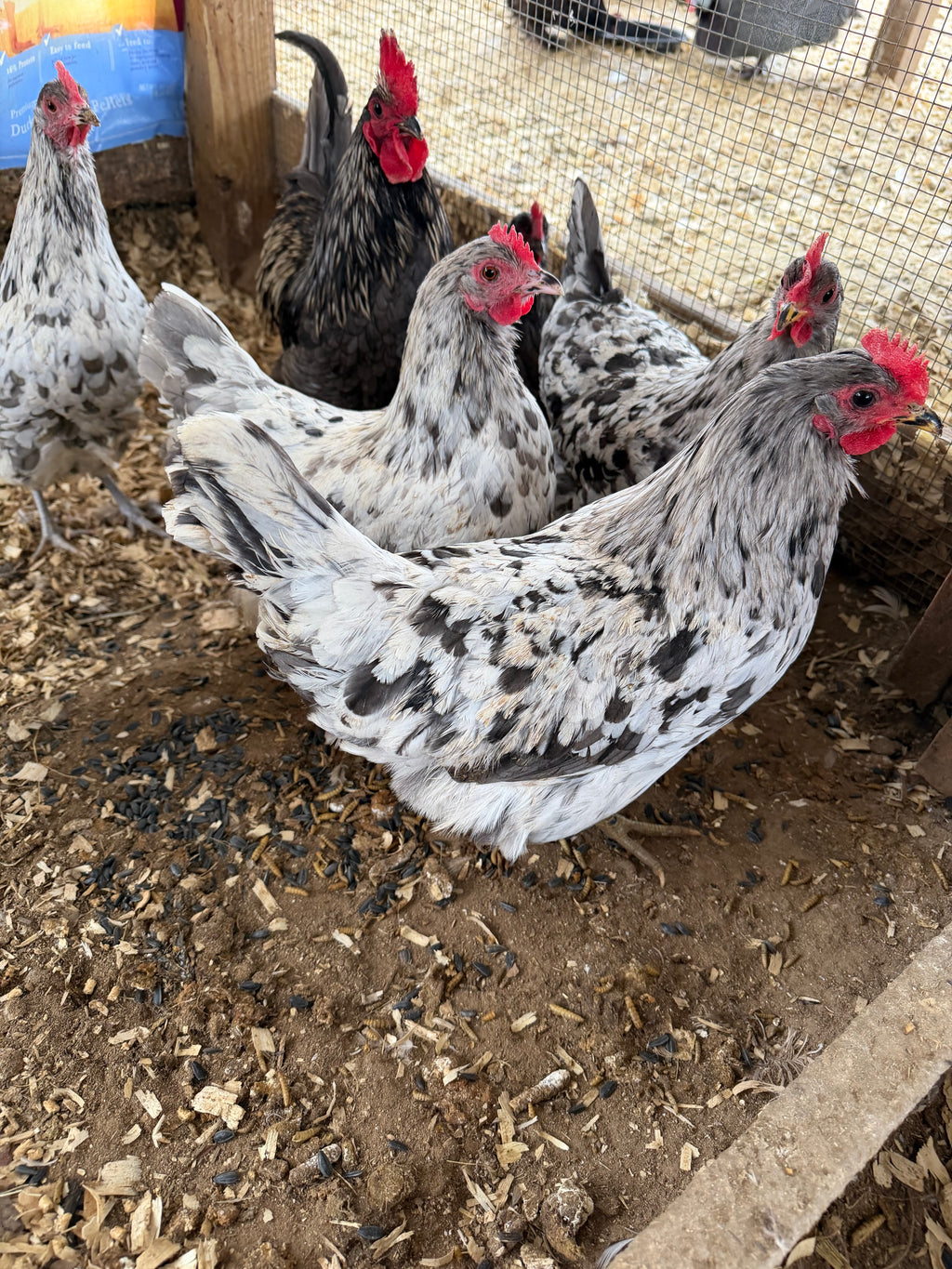 Silverudd's Blue Hatching Eggs