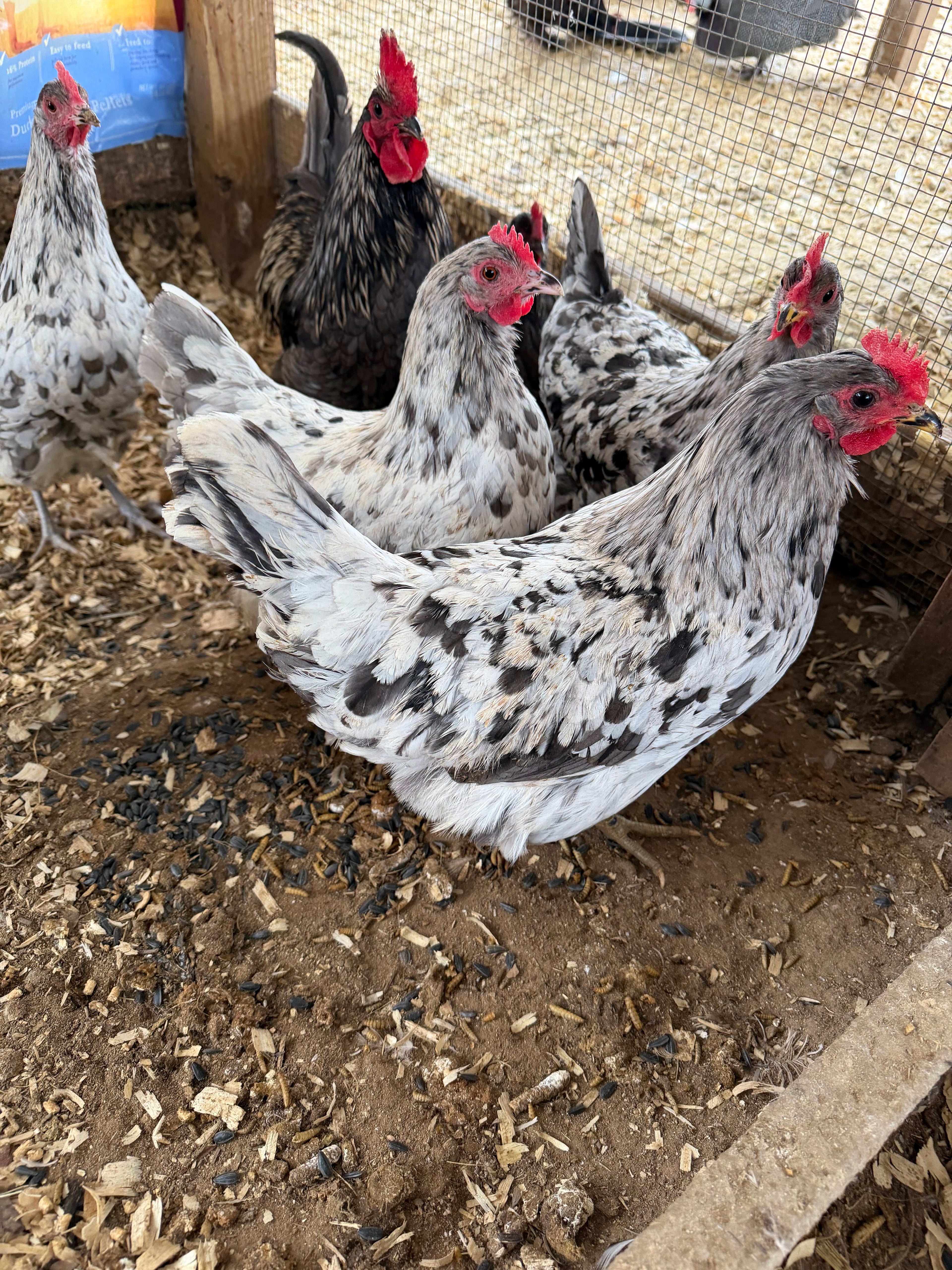 Silverudd's Blue Hatching Eggs