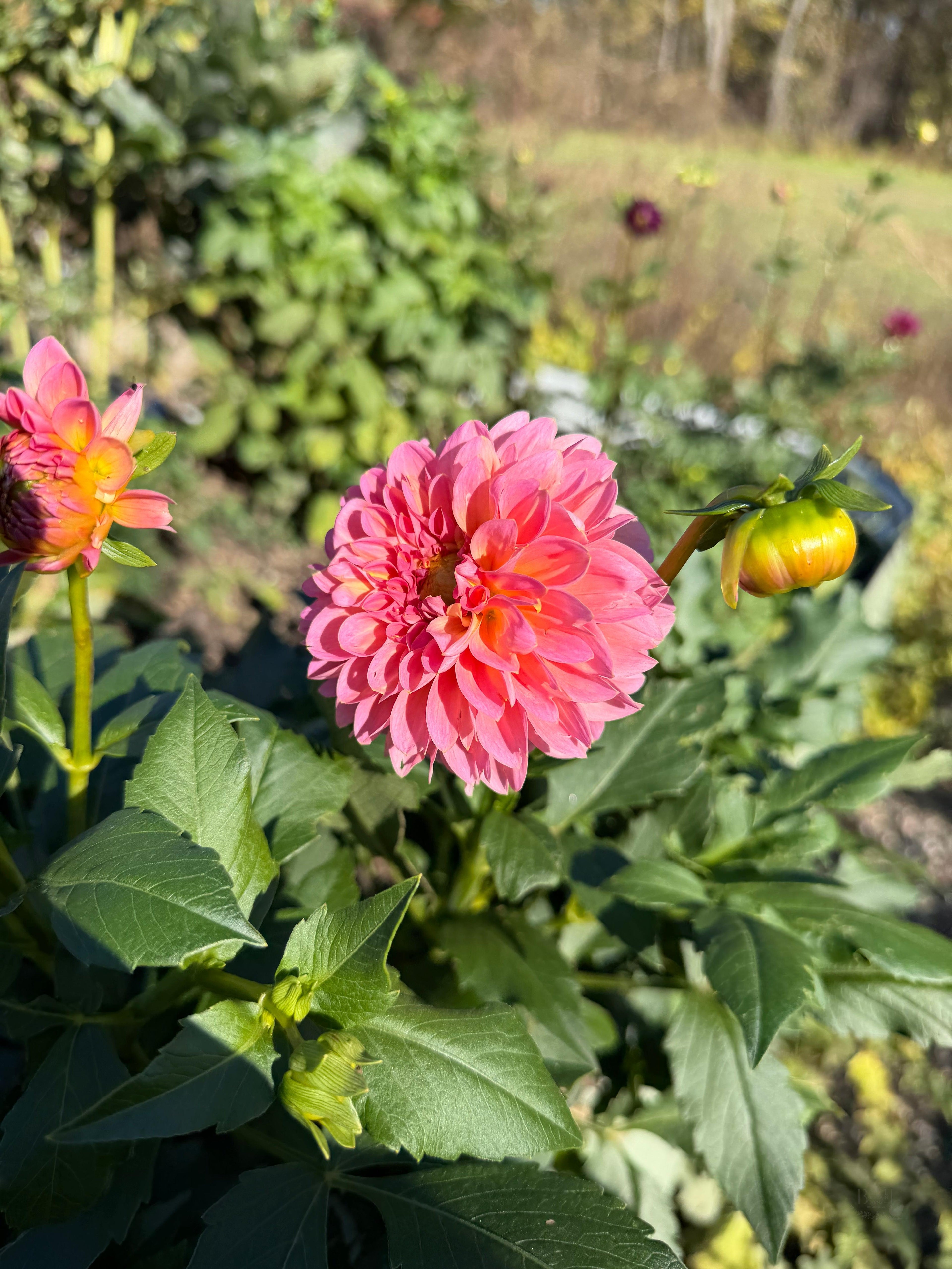 Dahlia Tubers