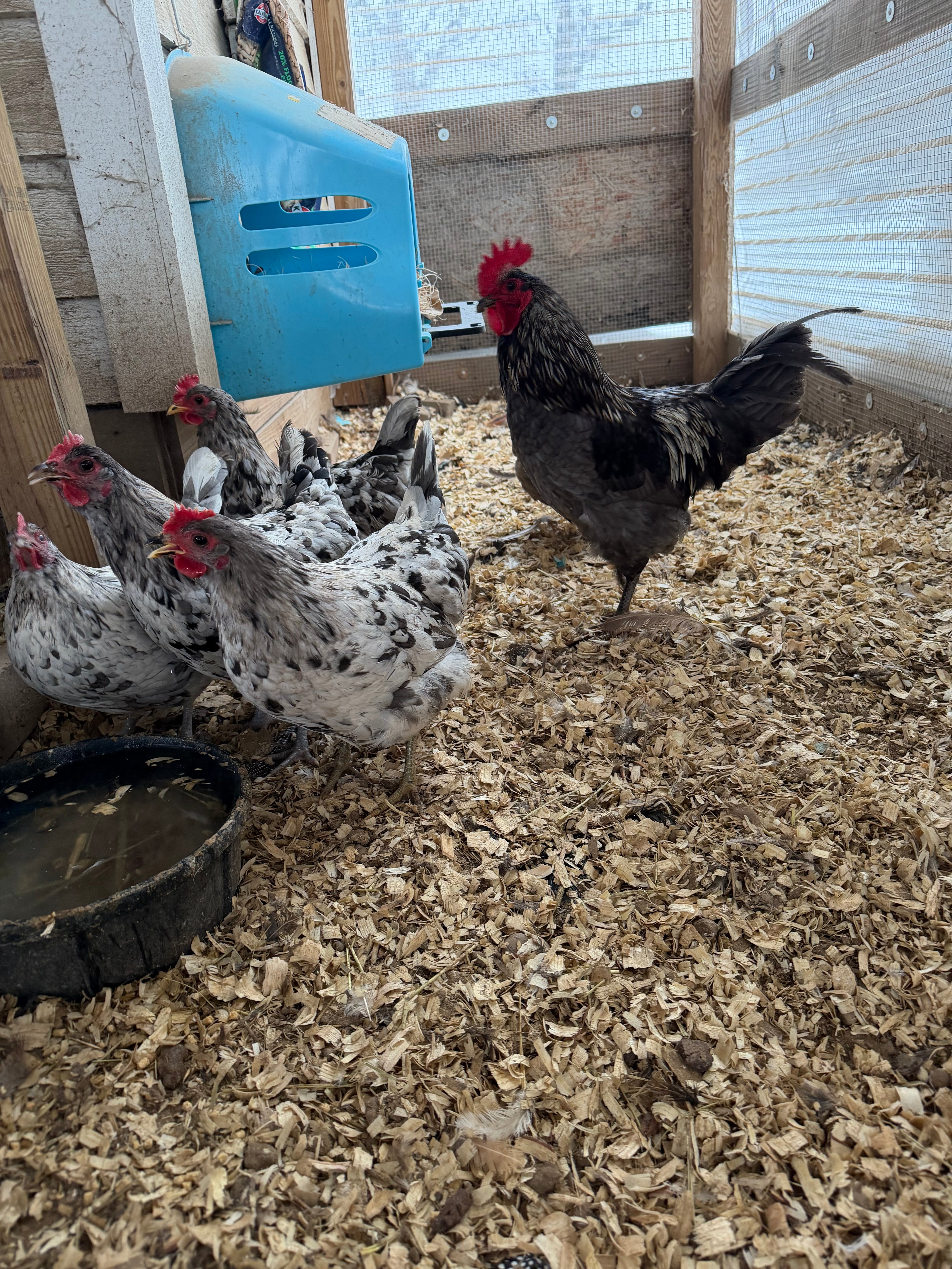 Silverudd's Blue Hatching Eggs