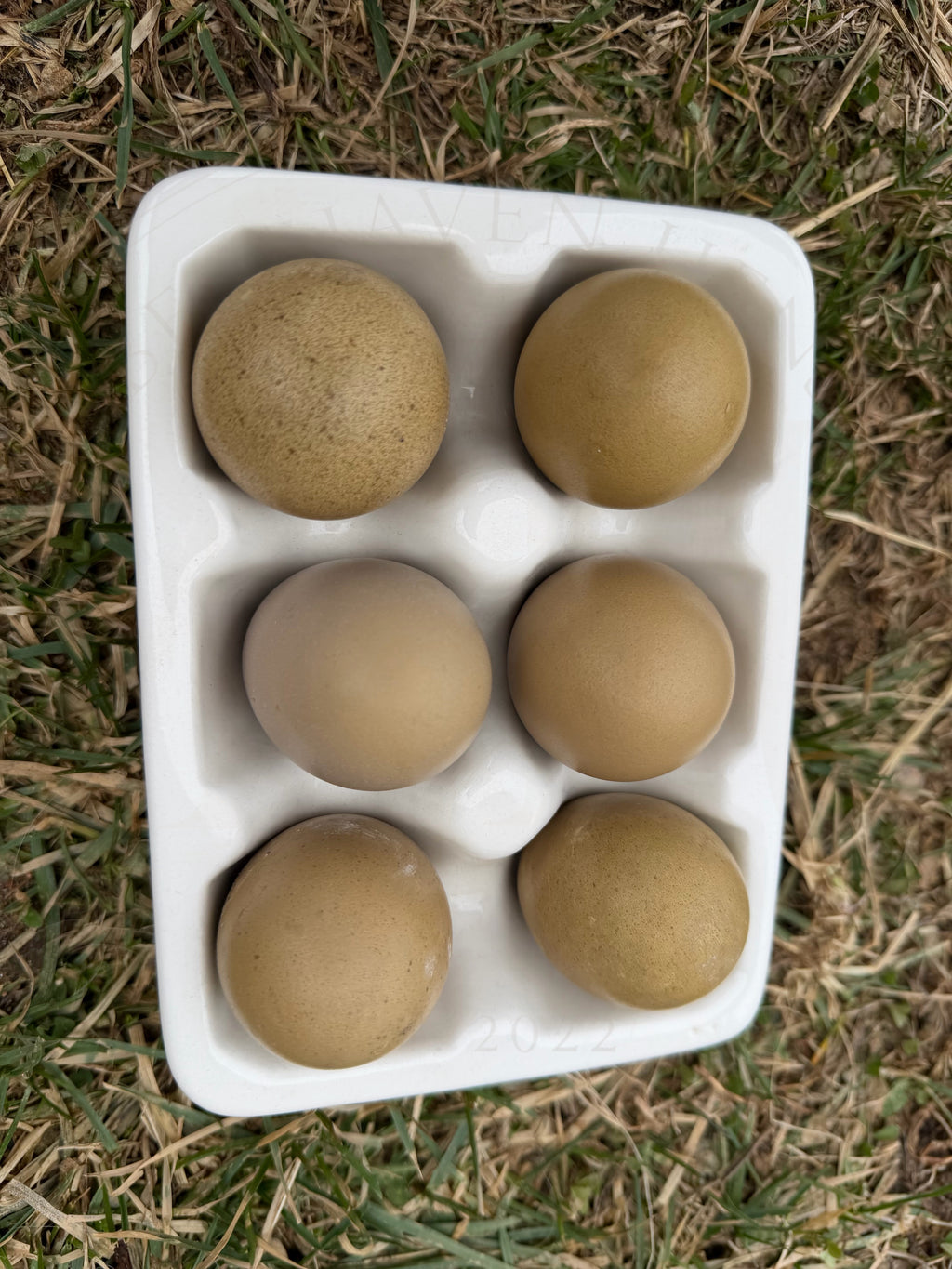 Olive Egger Day Old Chicks