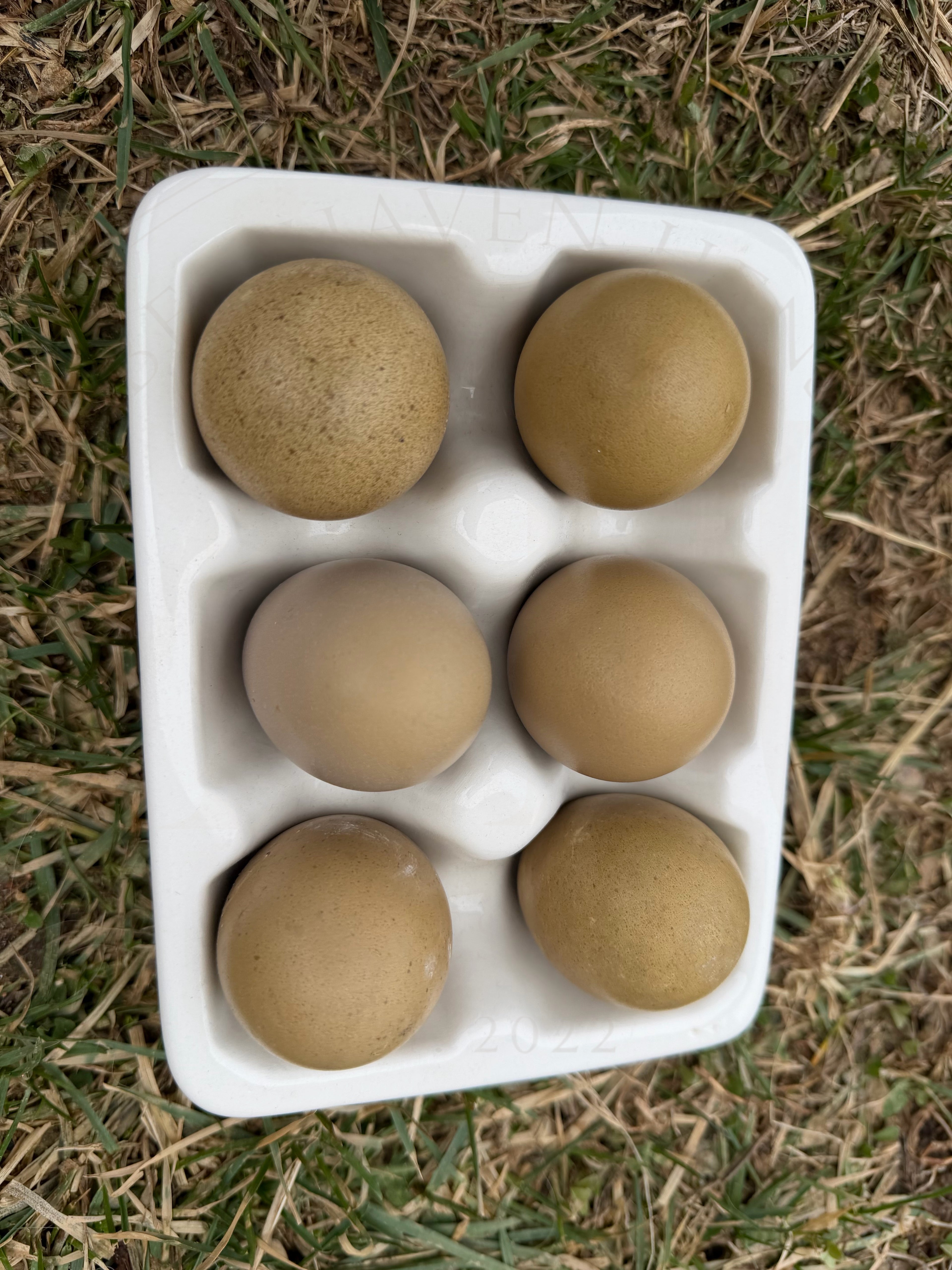 Olive Egger Day Old Chicks