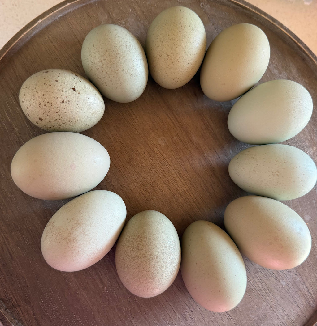 Silverudd's Blue Hatching Eggs