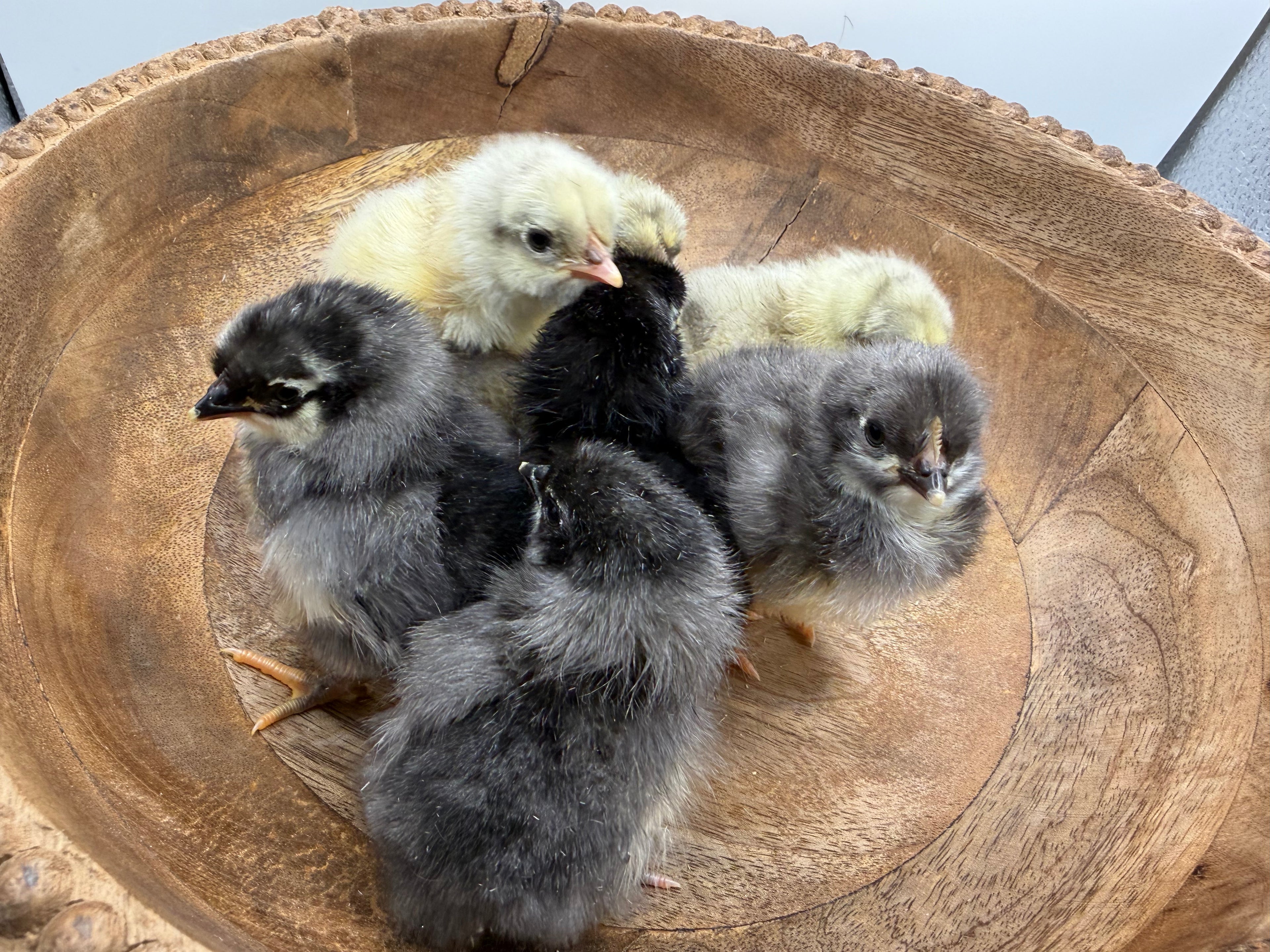 Silverudd's Blue Day Old Chicks