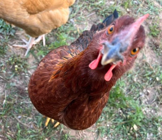 Welsummer Day Old Chicks