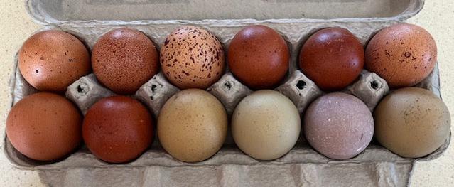 Hens Choice Hatching Eggs