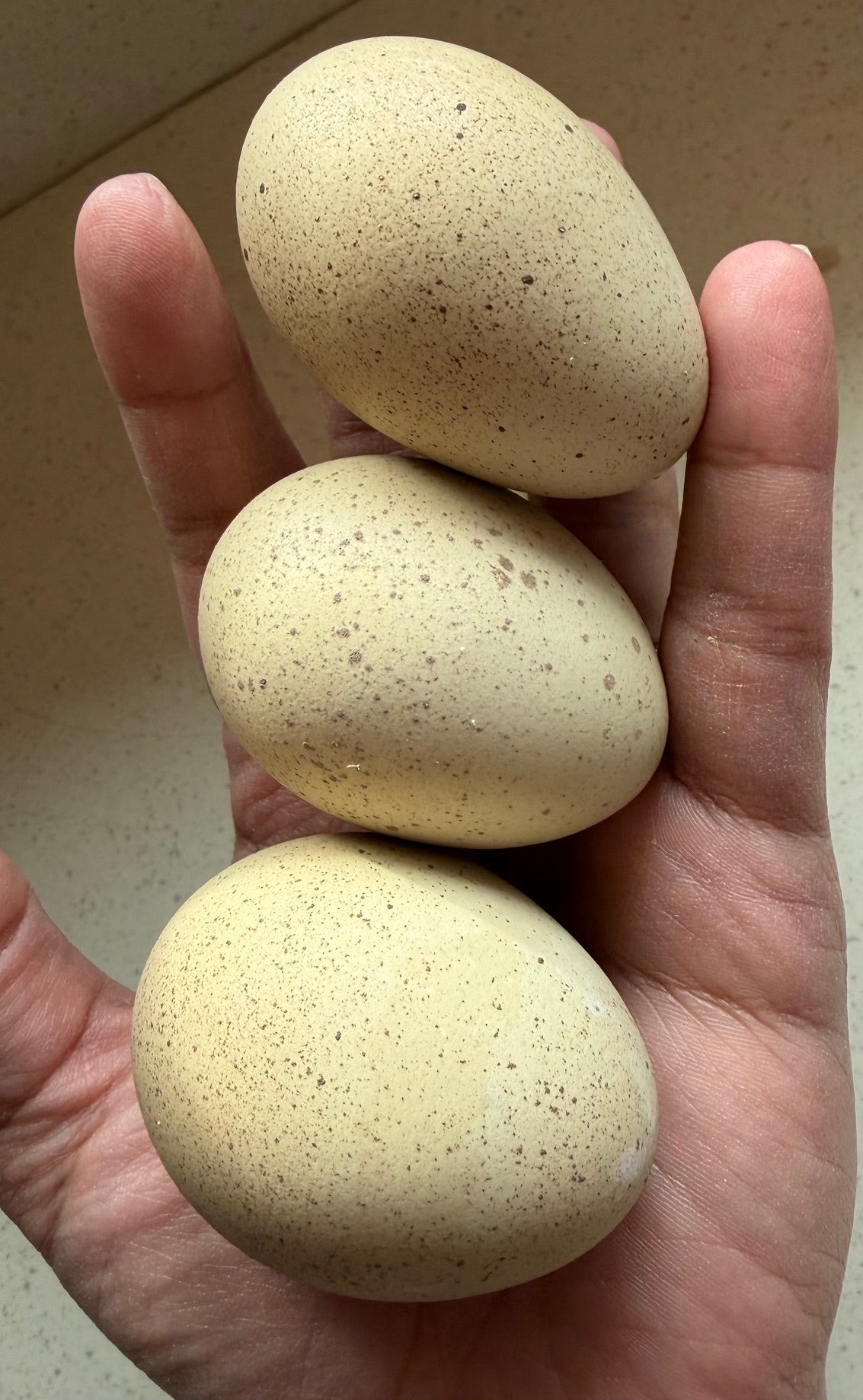 Silverudd's Blue Hatching Eggs