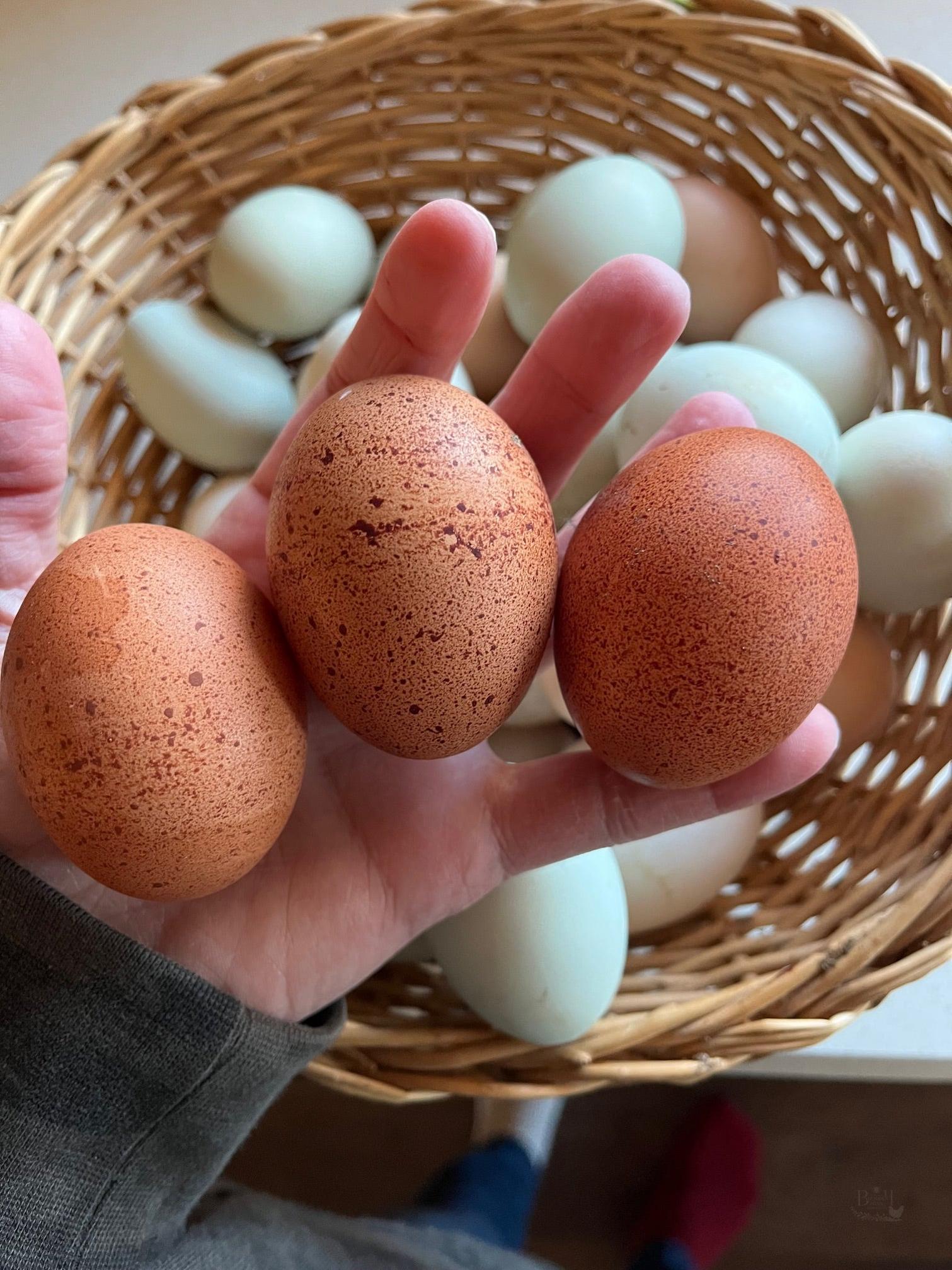 Welsummer Hatching Eggs