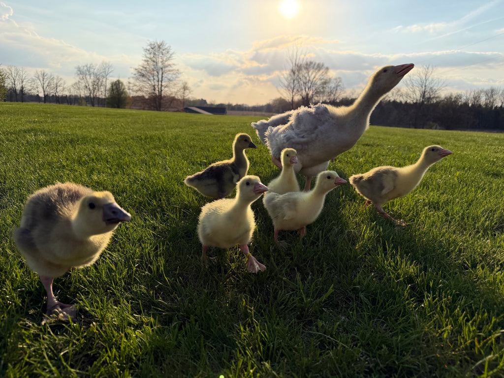 Sebastopol Goslings
