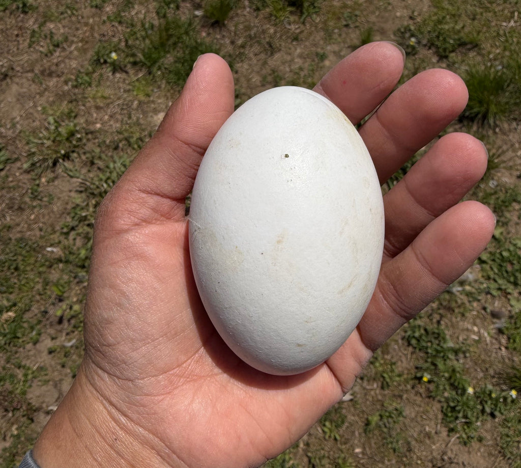 Sebastopol Fertile Hatching Eggs