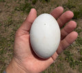 Sebastopol Fertile Hatching Eggs