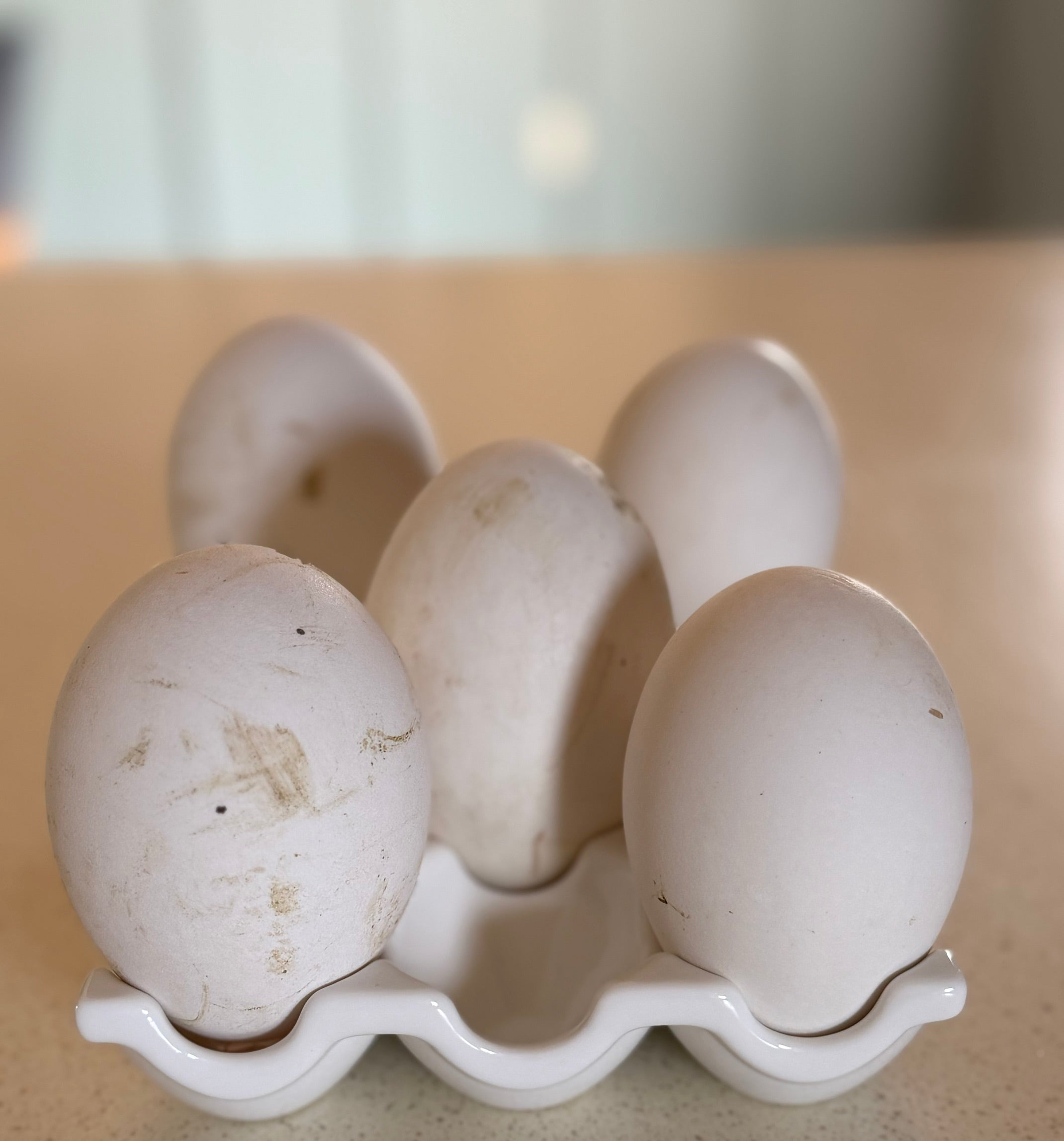 Sebastopol Fertile Hatching Eggs