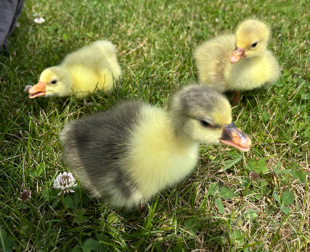Sebastopol Goslings