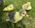 Sebastopol Goslings